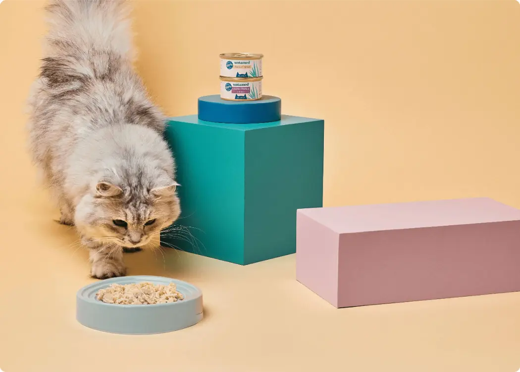 Built scalable infrastructure for a UK pet nutrition brand’s rapid growth phase