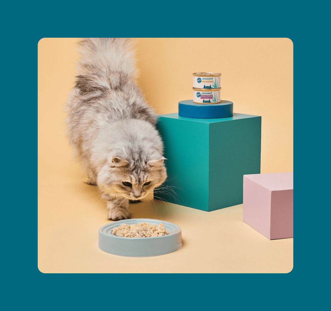 Fractional development team for Untamed